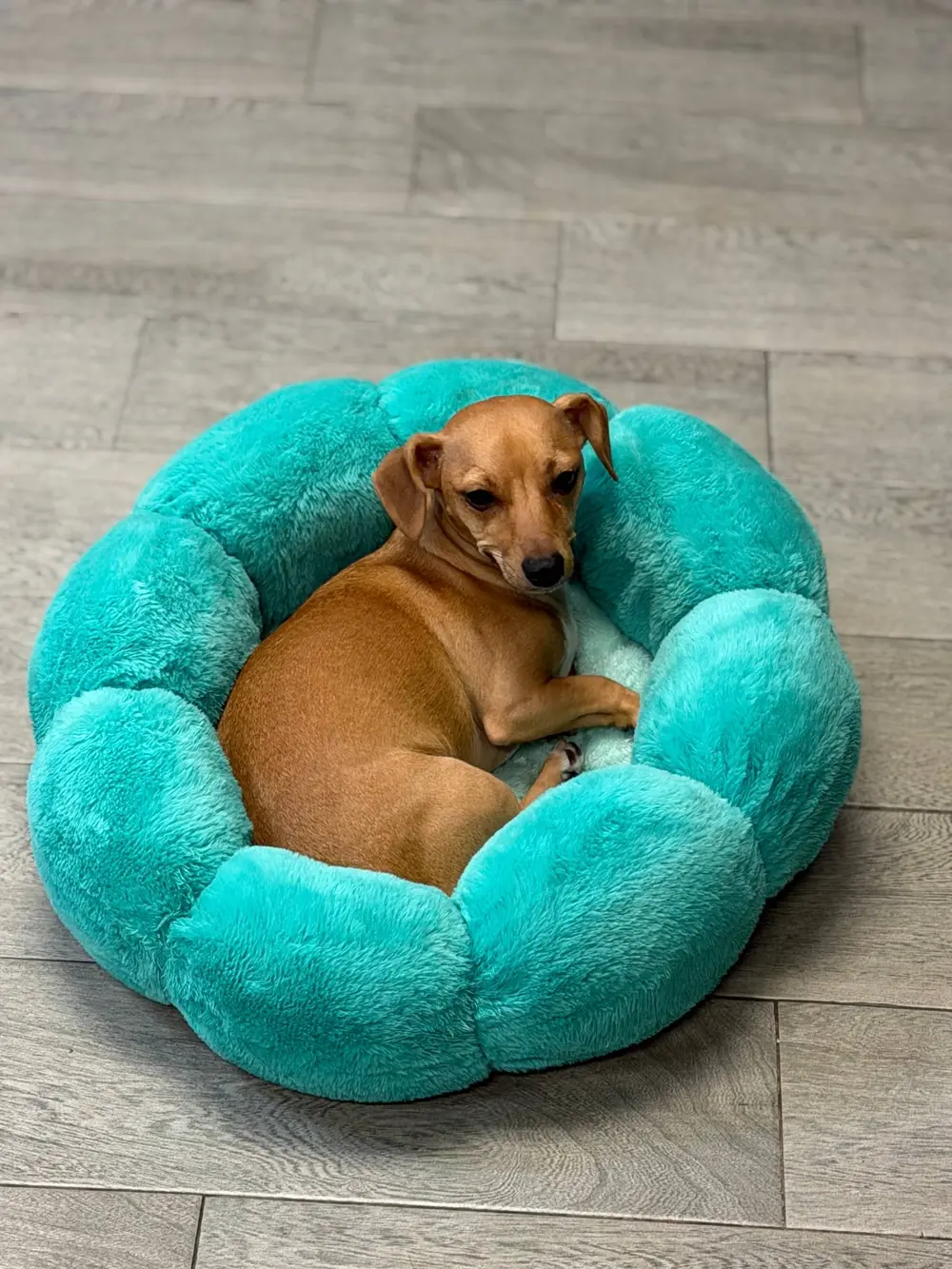 Small dog relaxing in a cozy turquoise bed