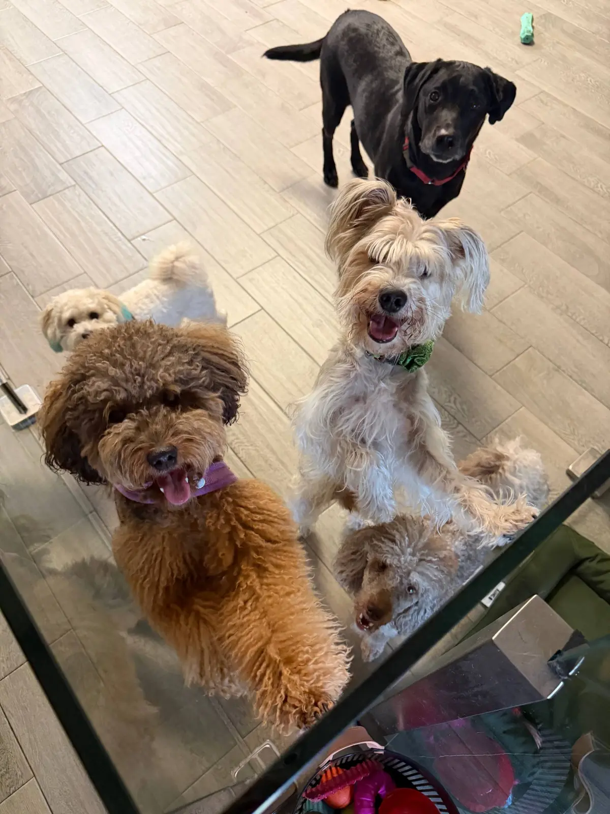 Real PIPIRIK CLUB guests at the Hollywood location