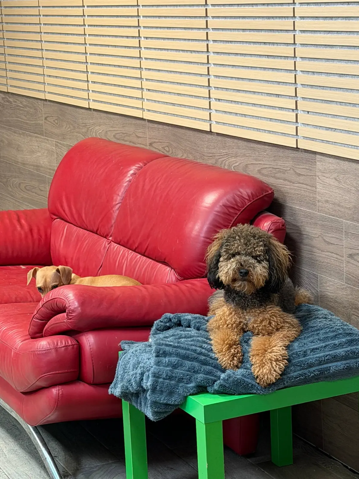 Dogs resting by the red couch at PIPIRIK CLUB
